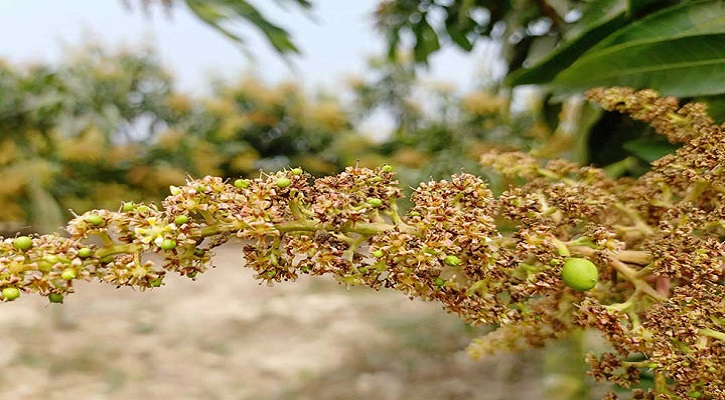 গাছে গাছে শোভা পাচ্ছে আমের মুকুল